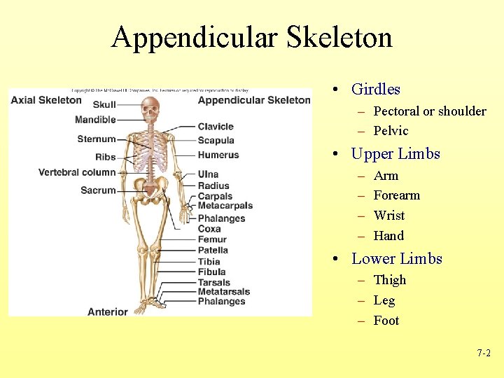 Appendicular Skeleton • Girdles – Pectoral or shoulder – Pelvic • Upper Limbs –