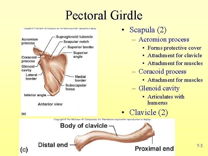Pectoral Girdle • Scapula (2) – Acromion process • Forms protective cover • Attachment
