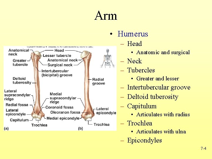 Arm • Humerus – Head • Anatomic and surgical – Neck – Tubercles •