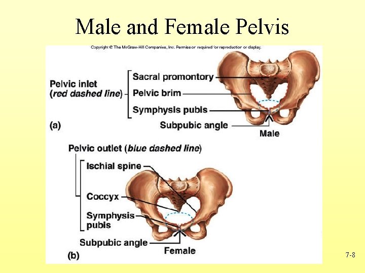 Male and Female Pelvis 7 -8 