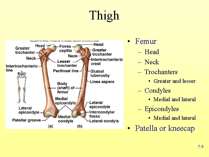 Thigh • Femur – Head – Neck – Trochanters • Greater and lesser –