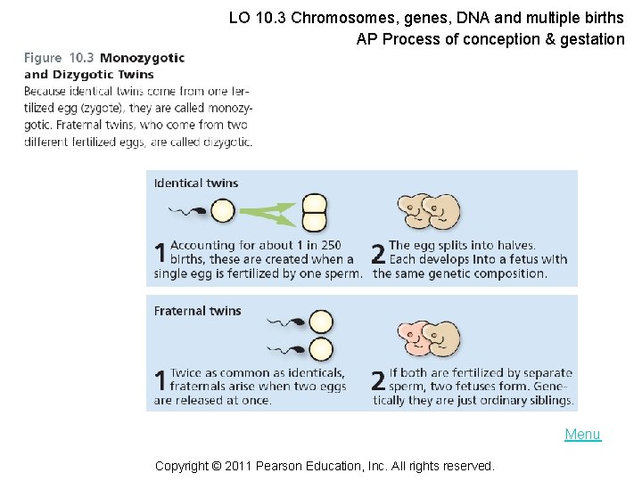 LO 10. 3 Chromosomes, genes, DNA and multiple births AP Process of conception &