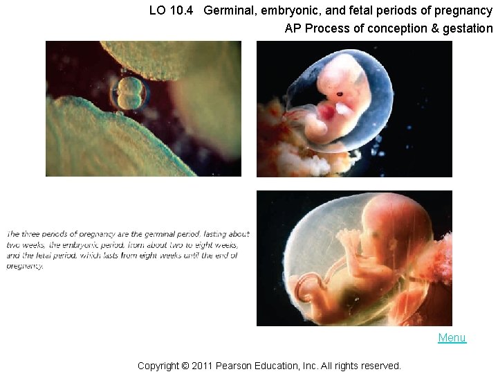 LO 10. 4 Germinal, embryonic, and fetal periods of pregnancy AP Process of conception