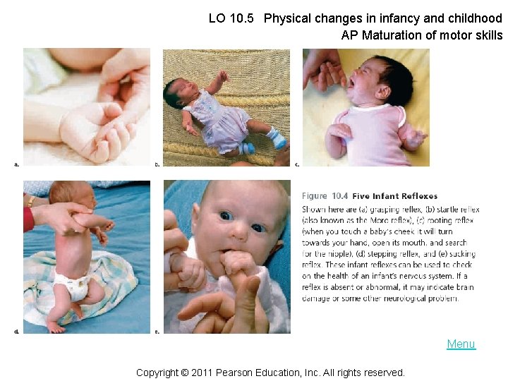 LO 10. 5 Physical changes in infancy and childhood AP Maturation of motor skills