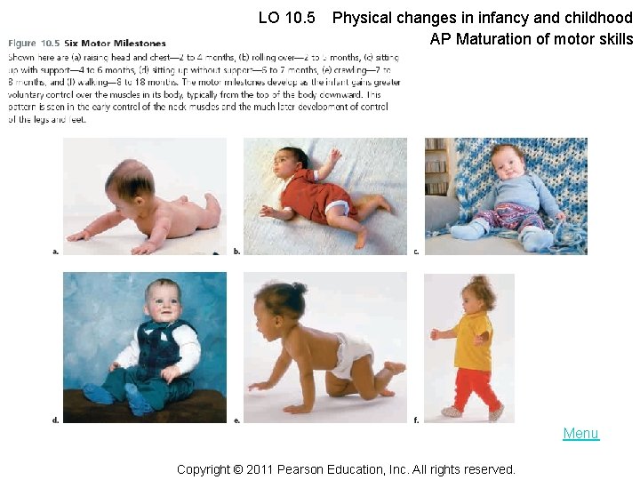 LO 10. 5 Physical changes in infancy and childhood AP Maturation of motor skills