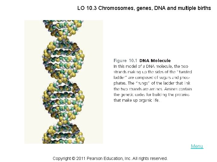 LO 10. 3 Chromosomes, genes, DNA and multiple births Menu Copyright © 2011 Pearson