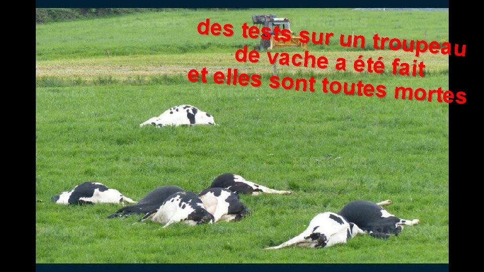 des tests sur un troupeau de vache a ét é f ait et elles
