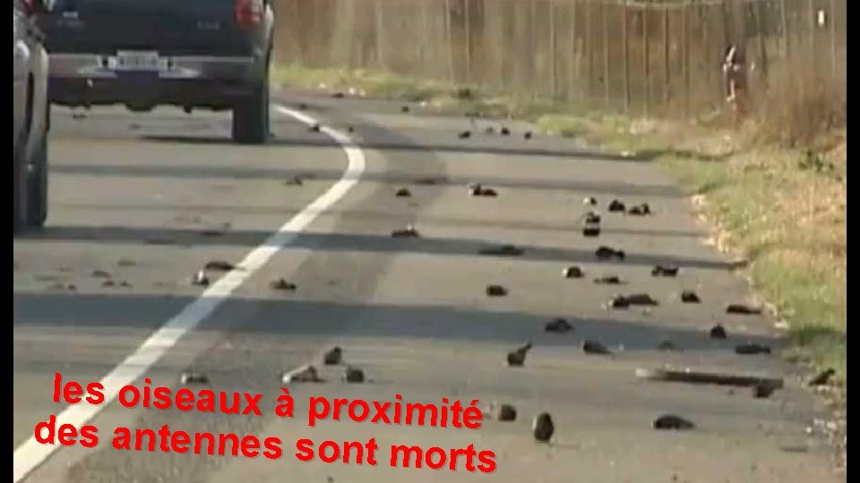les oiseaux à pro ximité des antennes son t morts 