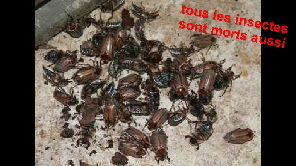 tous l es ins ectes sont m orts a ussi 