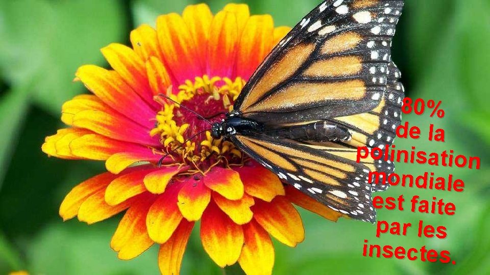 80% de la polinisation mondiale est faite par les insectes. 