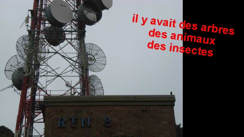 il y avait des arbr es des anim aux des inse ctes 