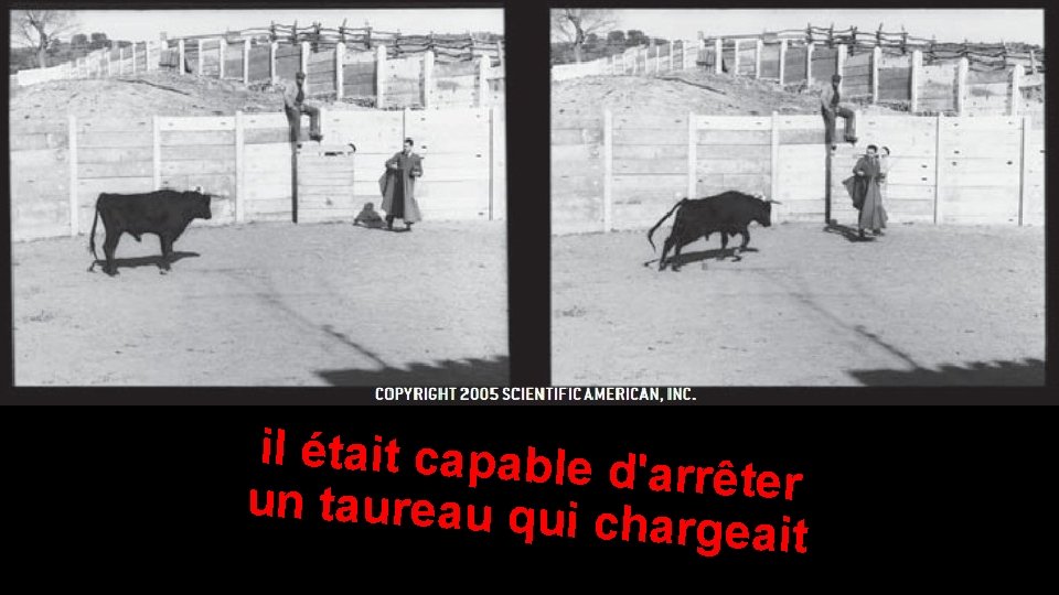 il était capable d 'arrêter un taureau qui c hargeait 