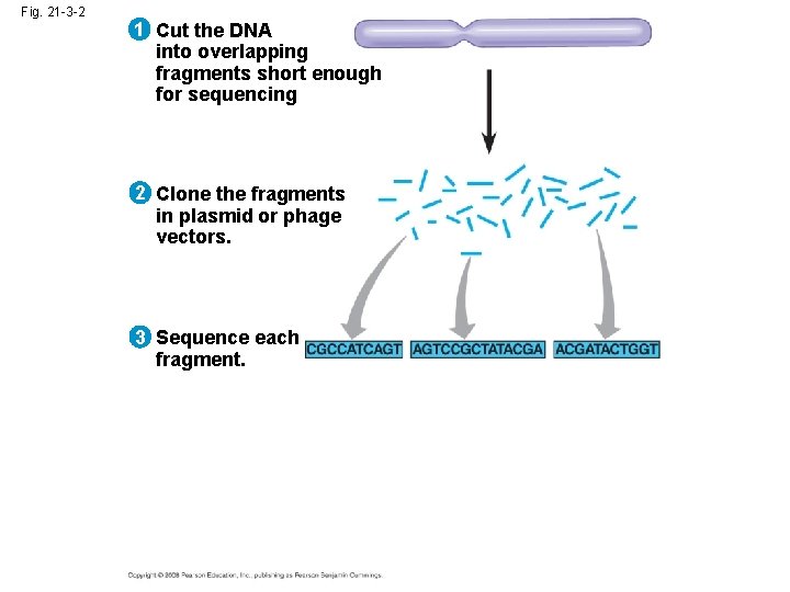 Fig. 21 -3 -2 1 Cut the DNA into overlapping fragments short enough for