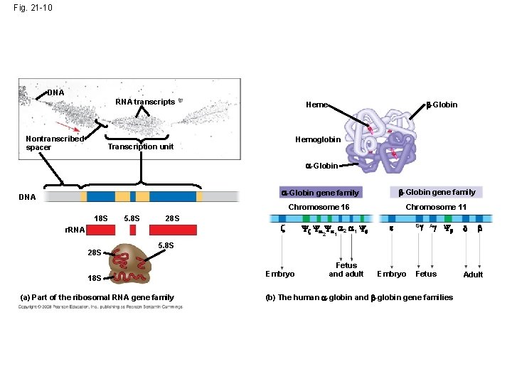 Fig. 21 -10 DNA RNA transcripts Nontranscribed spacer -Globin Heme Hemoglobin Transcription unit -Globin