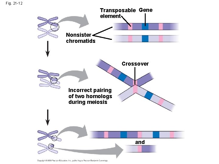 Fig. 21 -12 Transposable Gene element Nonsister chromatids Crossover Incorrect pairing of two homologs