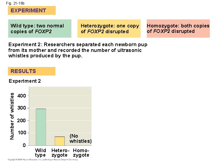 Fig. 21 -16 b EXPERIMENT Wild type: two normal copies of FOXP 2 Heterozygote: