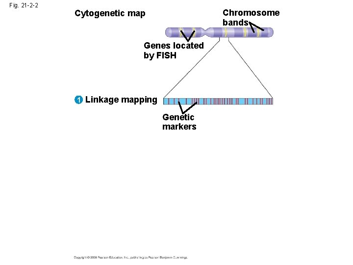 Fig. 21 -2 -2 Chromosome bands Cytogenetic map Genes located by FISH 1 Linkage