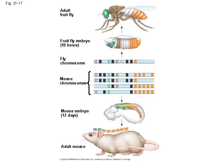 Fig. 21 -17 Adult fruit fly Fruit fly embryo (10 hours) Fly chromosome Mouse