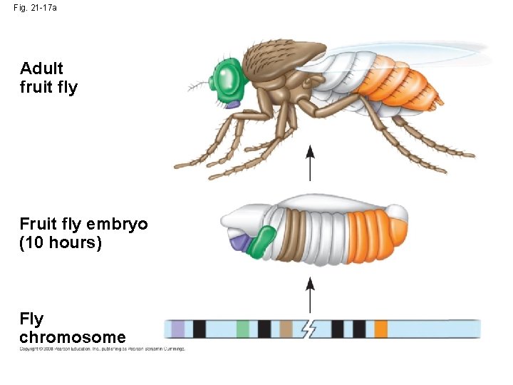Fig. 21 -17 a Adult fruit fly Fruit fly embryo (10 hours) Fly chromosome