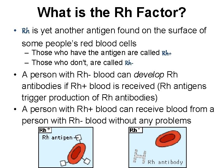 What is the Rh Factor? • Rh is yet another antigen found on the