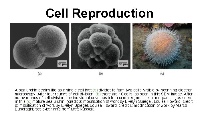 Cell Reproduction A sea urchin begins life as a single cell that (a) divides