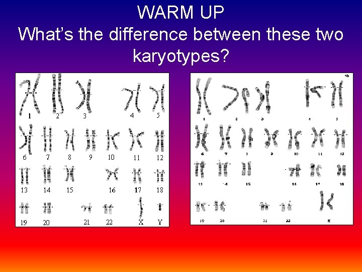 WARM UP What’s the difference between these two karyotypes? 