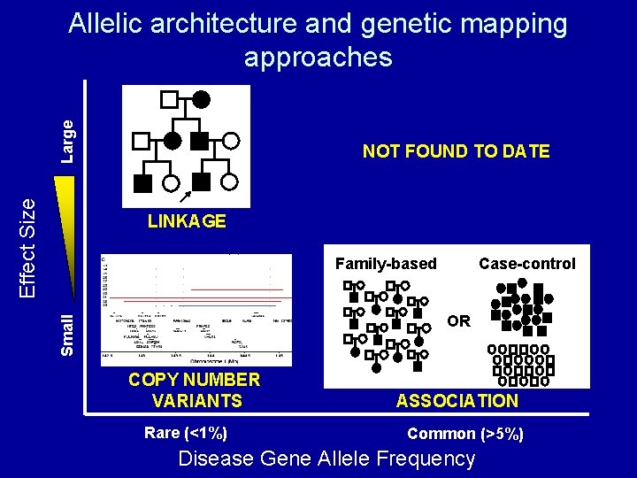 Effect Size Large Allelic architecture and genetic mapping approaches NOT FOUND TO DATE LINKAGE