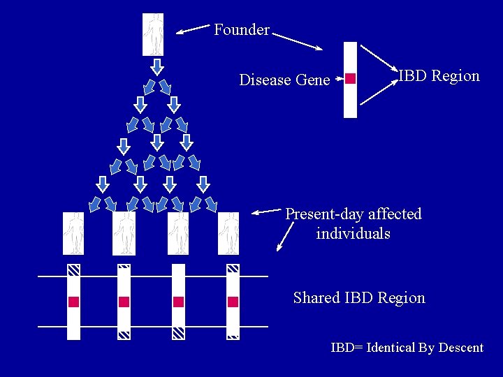 Founder Disease Gene IBD Region Present-day affected individuals Shared IBD Region IBD= Identical By