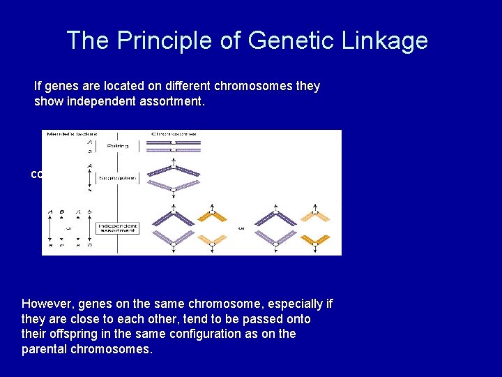 The Principle of Genetic Linkage If genes are located on different chromosomes they show