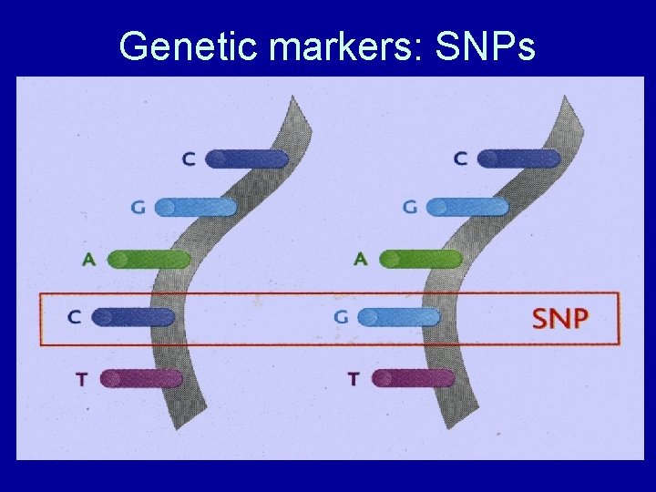 Genetic markers: SNPs 