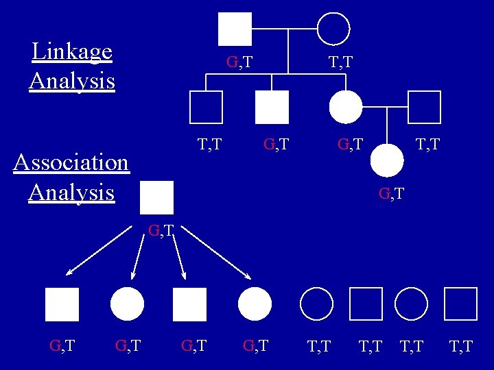 Linkage Analysis G, T T, T Association Analysis T, T G, T G, T