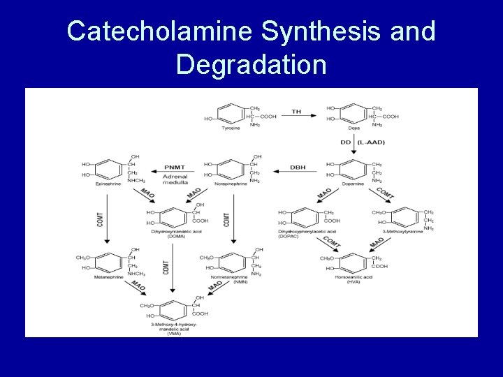 Catecholamine Synthesis and Degradation 