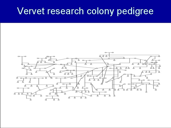 Vervet research colony pedigree 