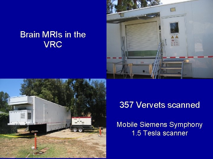 Brain MRIs in the VRC 357 Vervets scanned Mobile Siemens Symphony 1. 5 Tesla