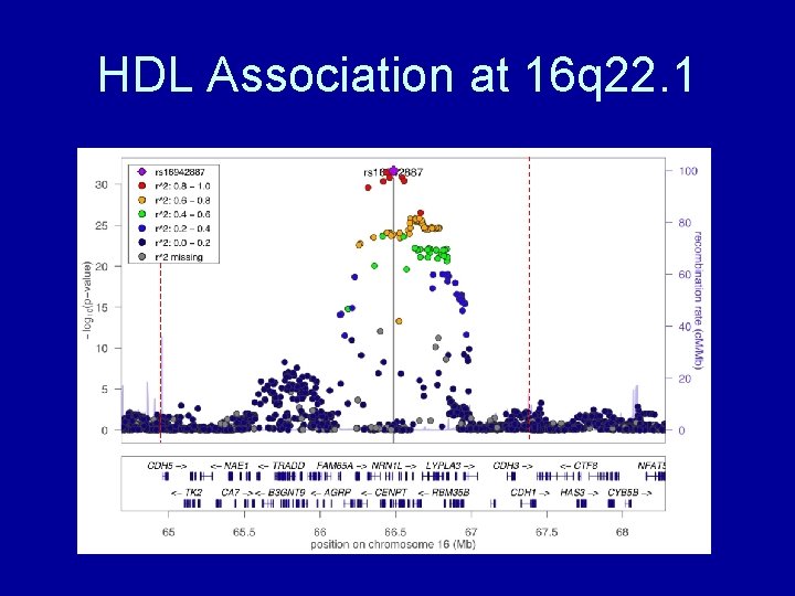 HDL Association at 16 q 22. 1 
