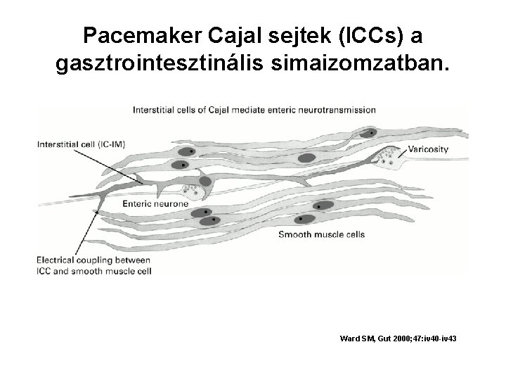 Pacemaker Cajal sejtek (ICCs) a gasztrointesztinális simaizomzatban. Ward SM, Gut 2000; 47: iv 40