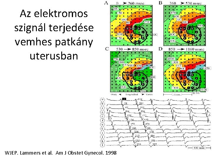 Az elektromos szignál terjedése vemhes patkány uterusban WJEP. Lammers et al. Am J Obstet