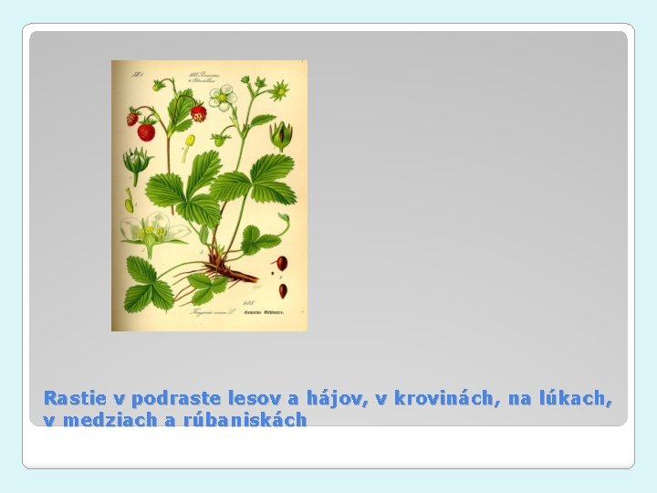 Rastie v podraste lesov a hájov, v krovinách, na lúkach, v medziach a rúbaniskách