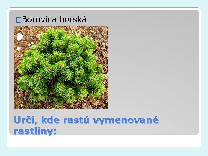 �Borovica horská Urči, kde rastú vymenované rastliny: 