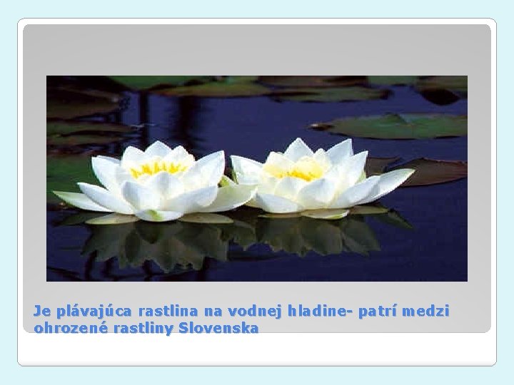 Je plávajúca rastlina na vodnej hladine- patrí medzi ohrozené rastliny Slovenska 