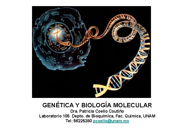 GENÉTICA Y BIOLOGÍA MOLECULAR Dra. Patricia Coello Coutiño Laboratorio 105 Depto. de Bioquímica, Fac.