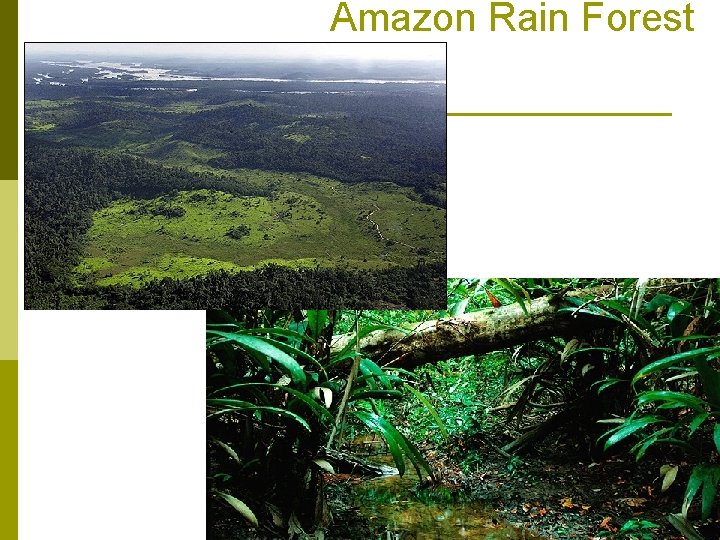 Amazon Rain Forest 