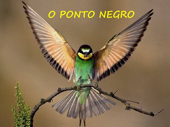 O PONTO NEGRO 