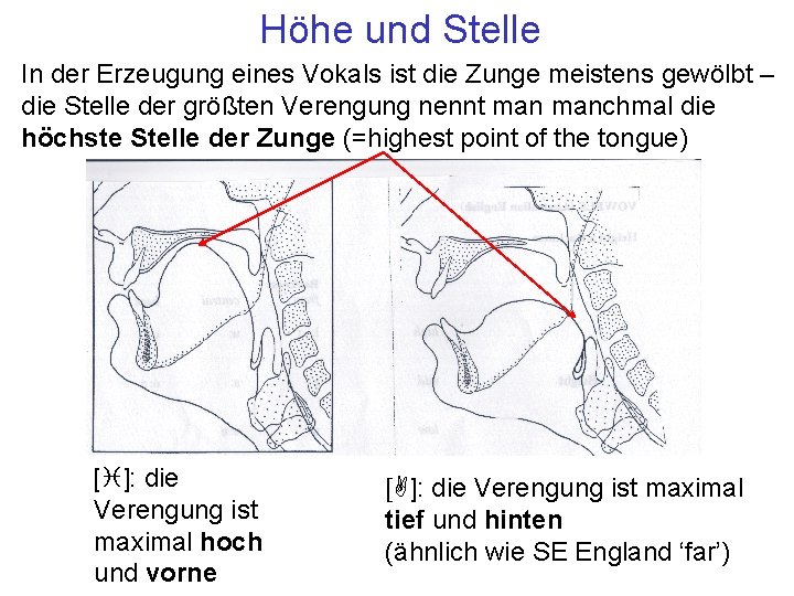 Höhe und Stelle In der Erzeugung eines Vokals ist die Zunge meistens gewölbt –