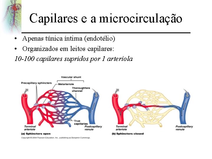 Capilares e a microcirculação • Apenas túnica íntima (endotélio) • Organizados em leitos capilares: