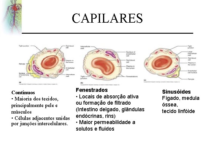 CAPILARES Contínuos • Maioria dos tecidos, principalmente pele e músculos • Células adjacentes unidas