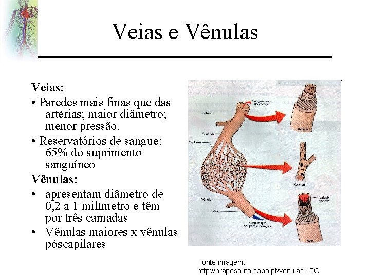 Veias e Vênulas Veias: • Paredes mais finas que das artérias; maior diâmetro; menor