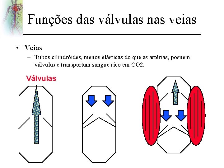 Funções das válvulas nas veias • Veias – Tubos cilindróides, menos elásticas do que
