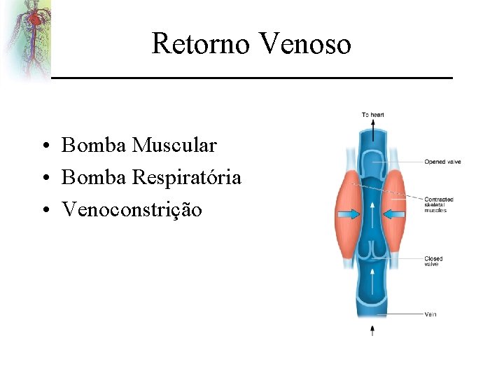 Retorno Venoso • Bomba Muscular • Bomba Respiratória • Venoconstrição 
