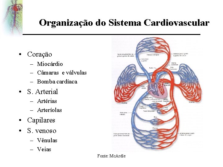 Organização do Sistema Cardiovascular • Coração – Miocárdio – Câmaras e válvulas – Bomba